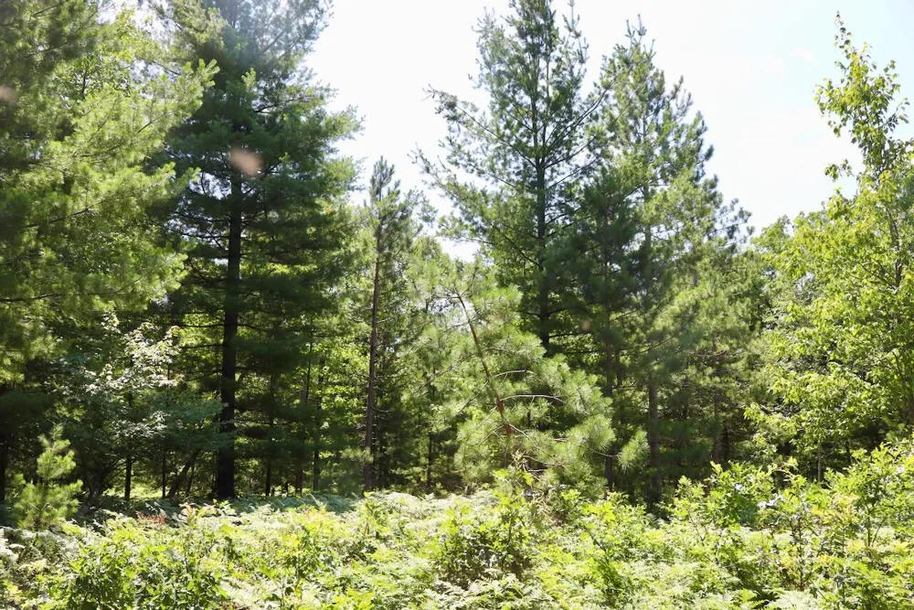 1 E Greenwood Road Prescott, MI 48756