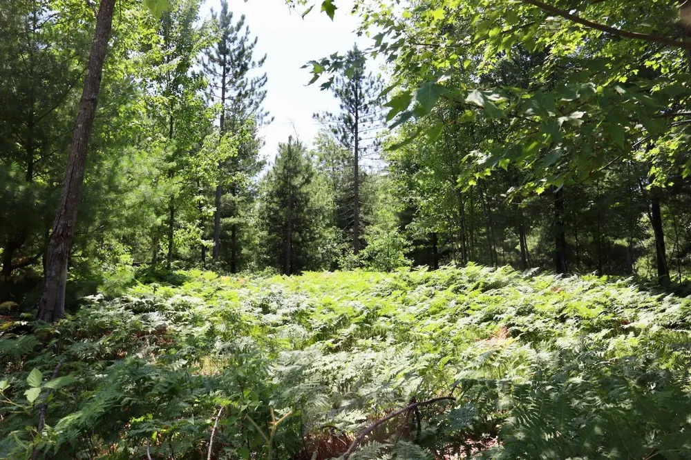 1 E Greenwood Road Prescott, MI 48756