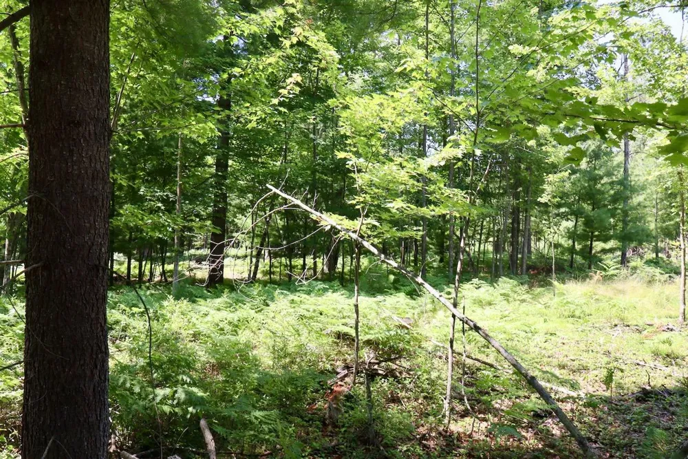 1 E Greenwood Road Prescott, MI 48756