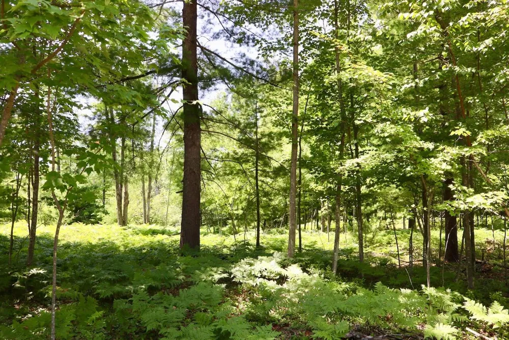 1 E Greenwood Road Prescott, MI 48756