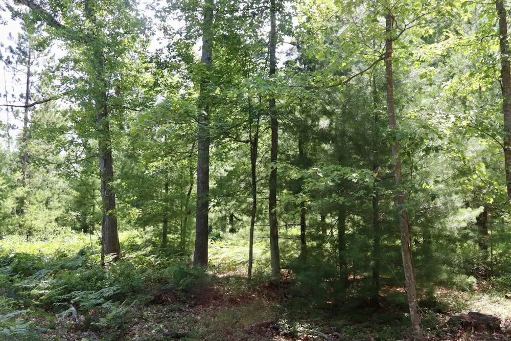1 E Greenwood Road Prescott, MI 48756