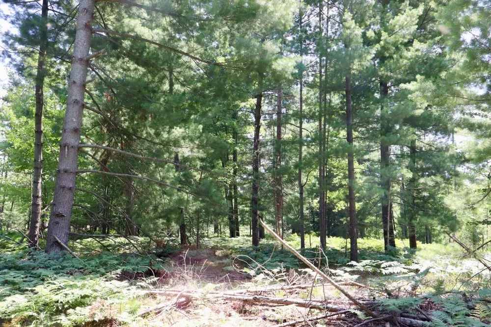 1 E Greenwood Road Prescott, MI 48756