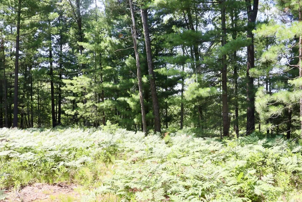 1 E Greenwood Road Prescott, MI 48756