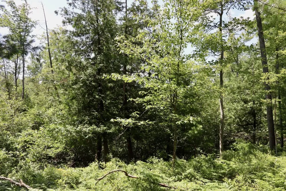 1 E Greenwood Road Prescott, MI 48756
