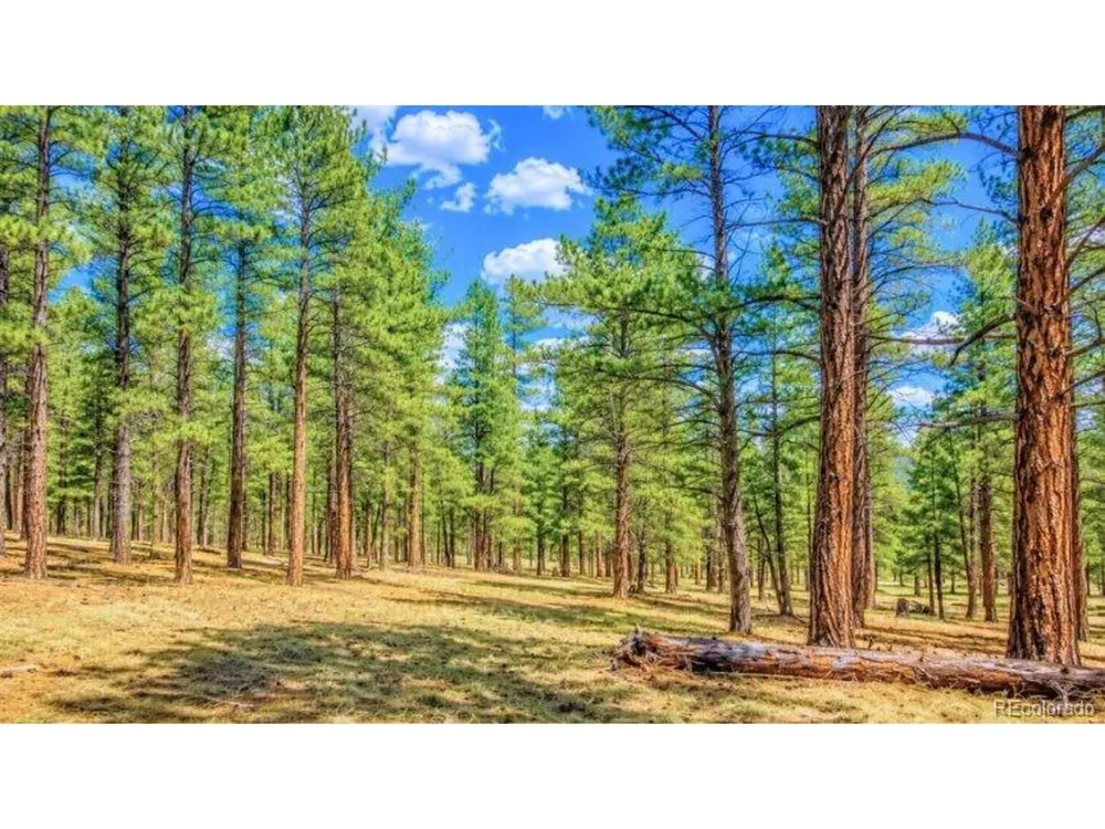 196 Freeman Drive Florissant, CO 80816