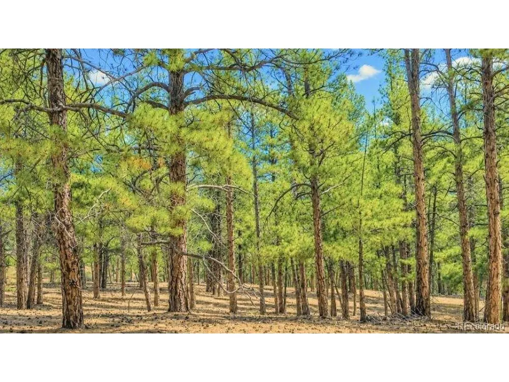 196 Freeman Drive Florissant, CO 80816