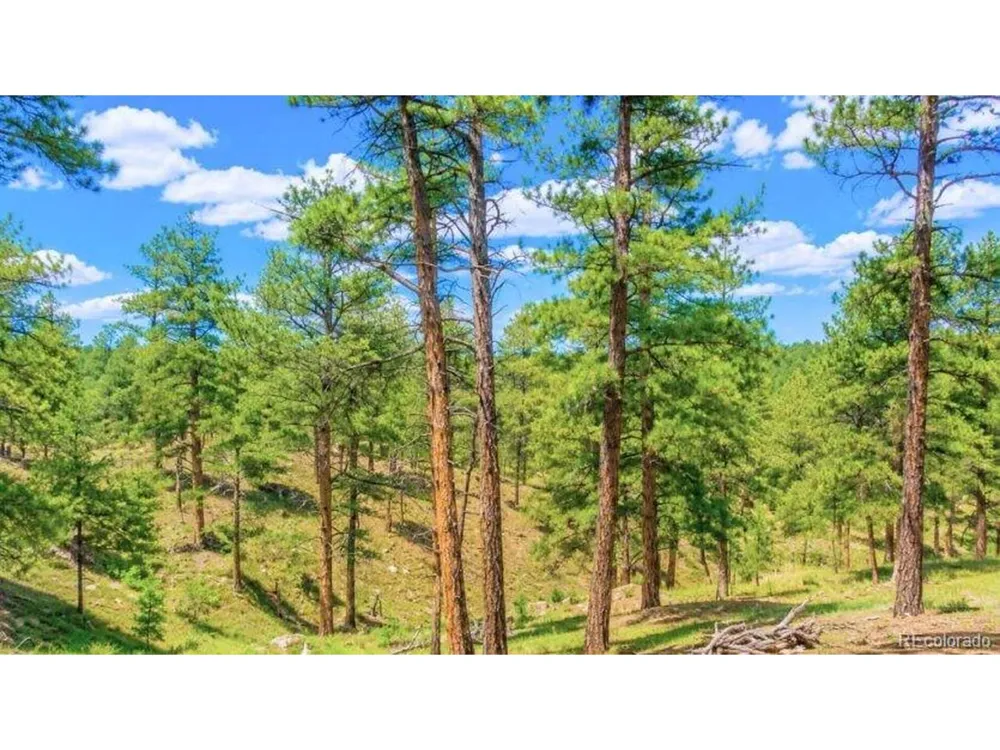196 Freeman Drive Florissant, CO 80816