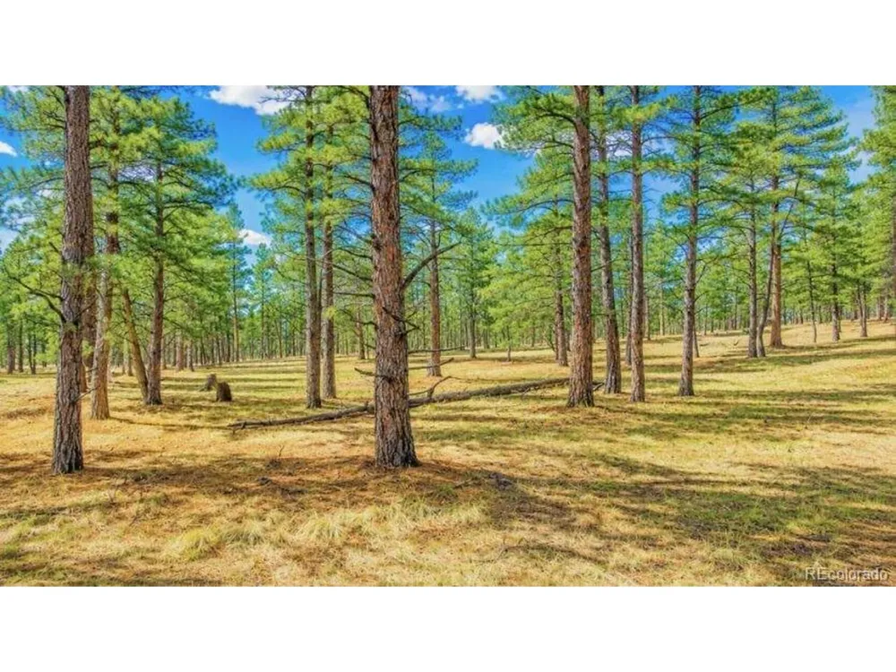 196 Freeman Drive Florissant, CO 80816