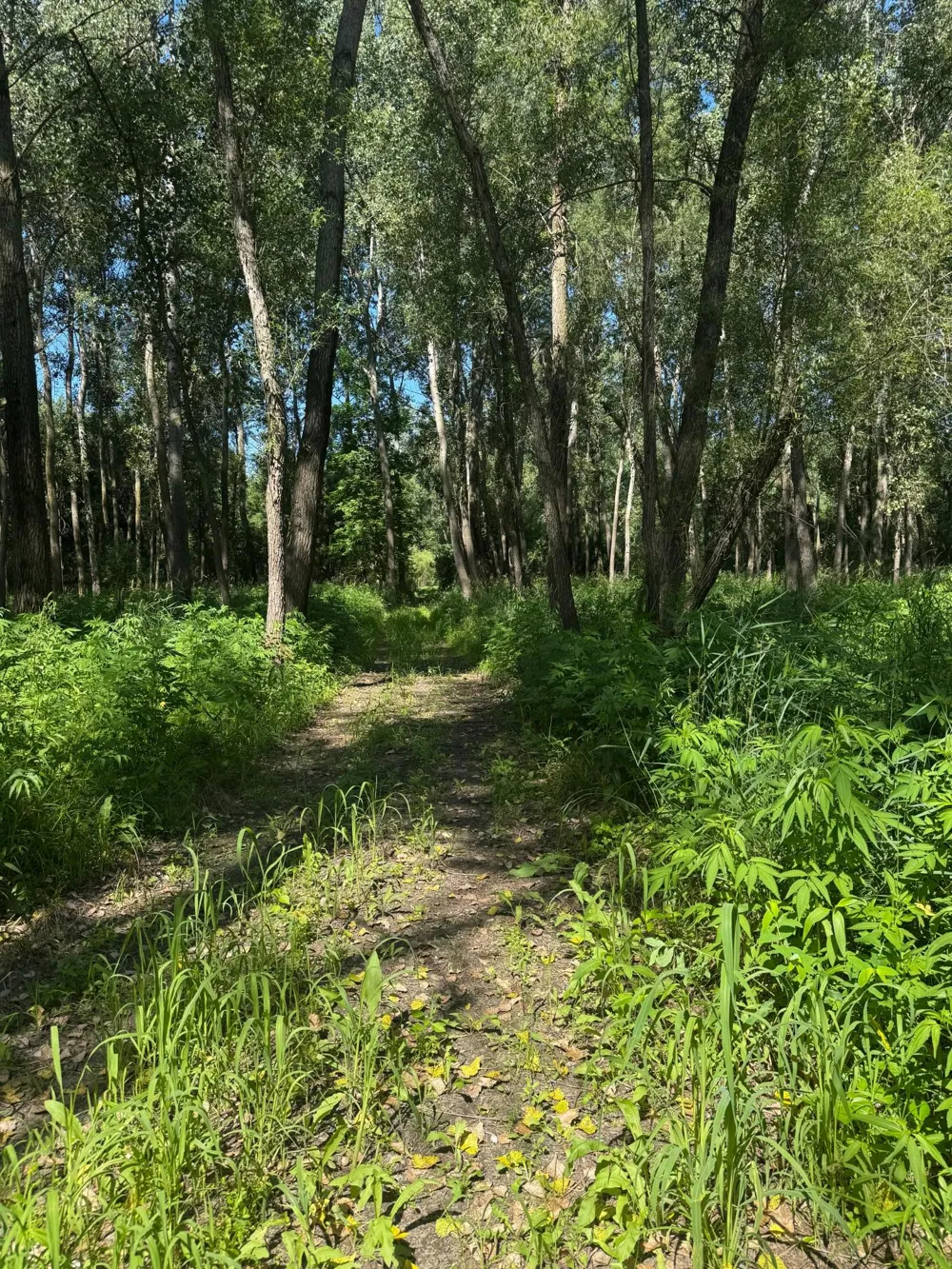 TBD US HWY 169 Le Sueur, MN 56058