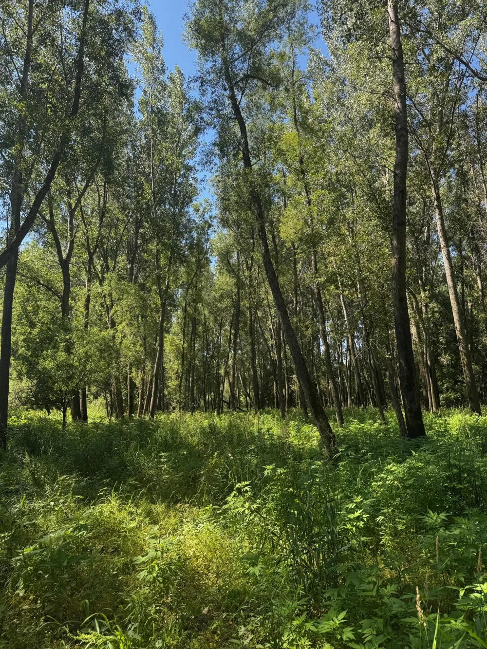 TBD US HWY 169 Le Sueur, MN 56058