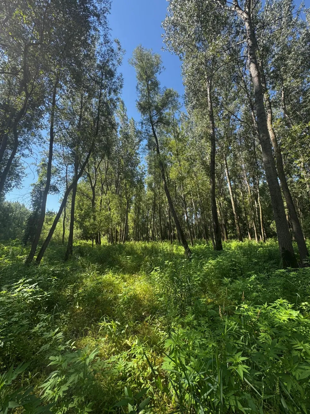 TBD US HWY 169 Le Sueur, MN 56058