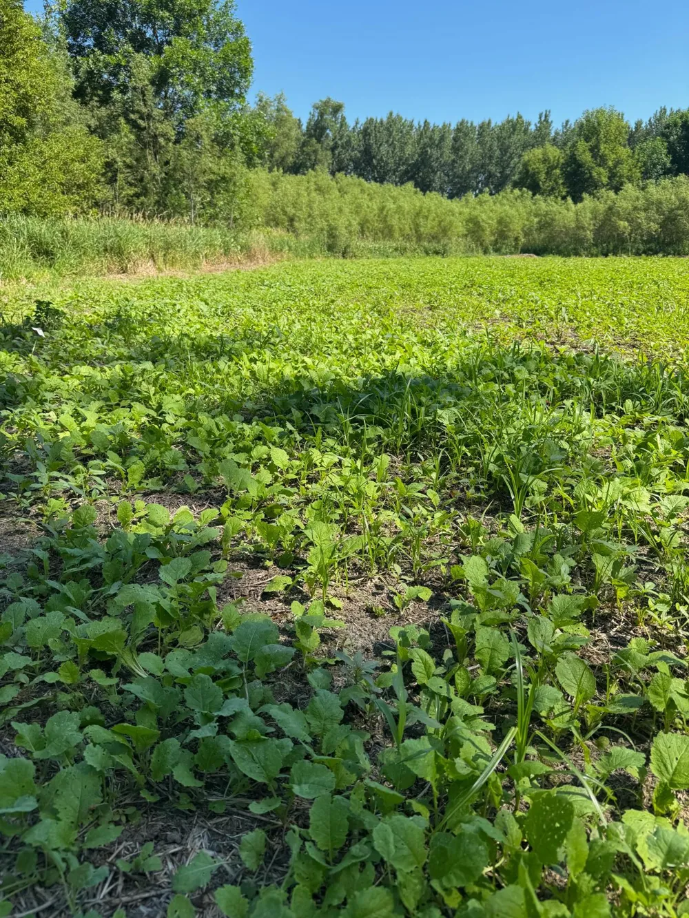 TBD US HWY 169 Le Sueur, MN 56058