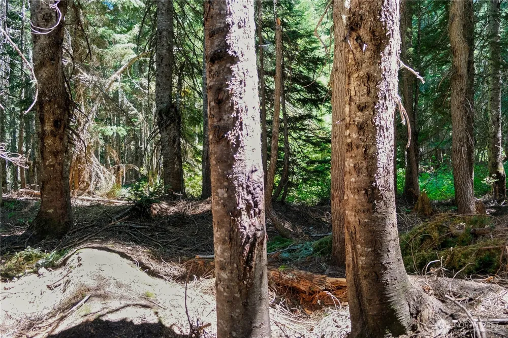 34033 Stevens Road Leavenworth, WA 98826
