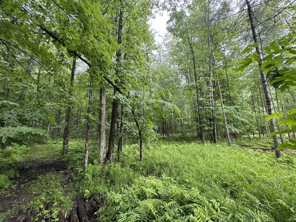 Pinecrest Drive Gladwin, MI 48624