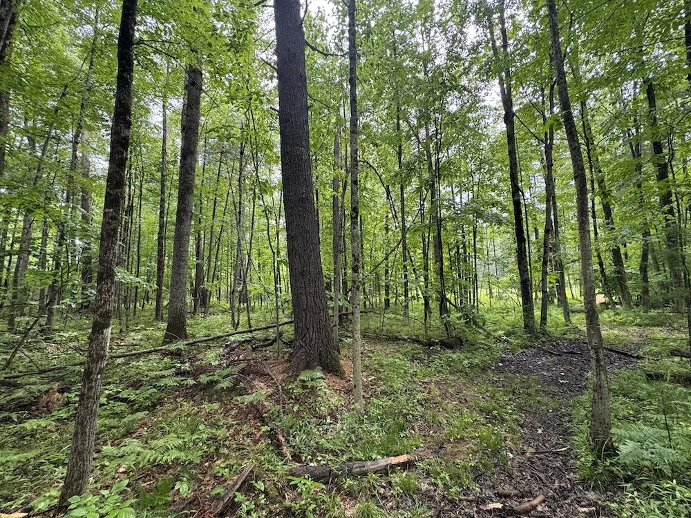 Pinecrest Drive Gladwin, MI 48624
