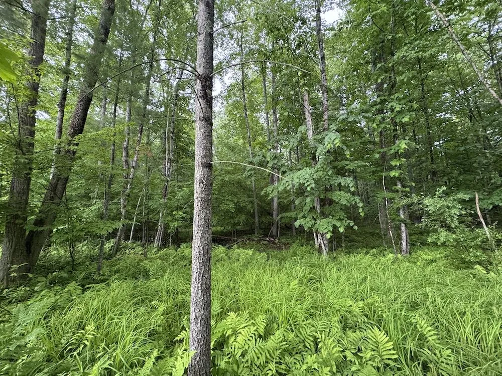 Pinecrest Drive Gladwin, MI 48624