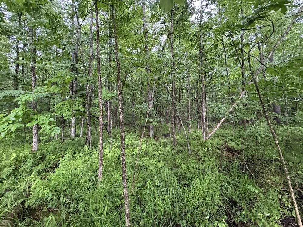 Pinecrest Drive Gladwin, MI 48624