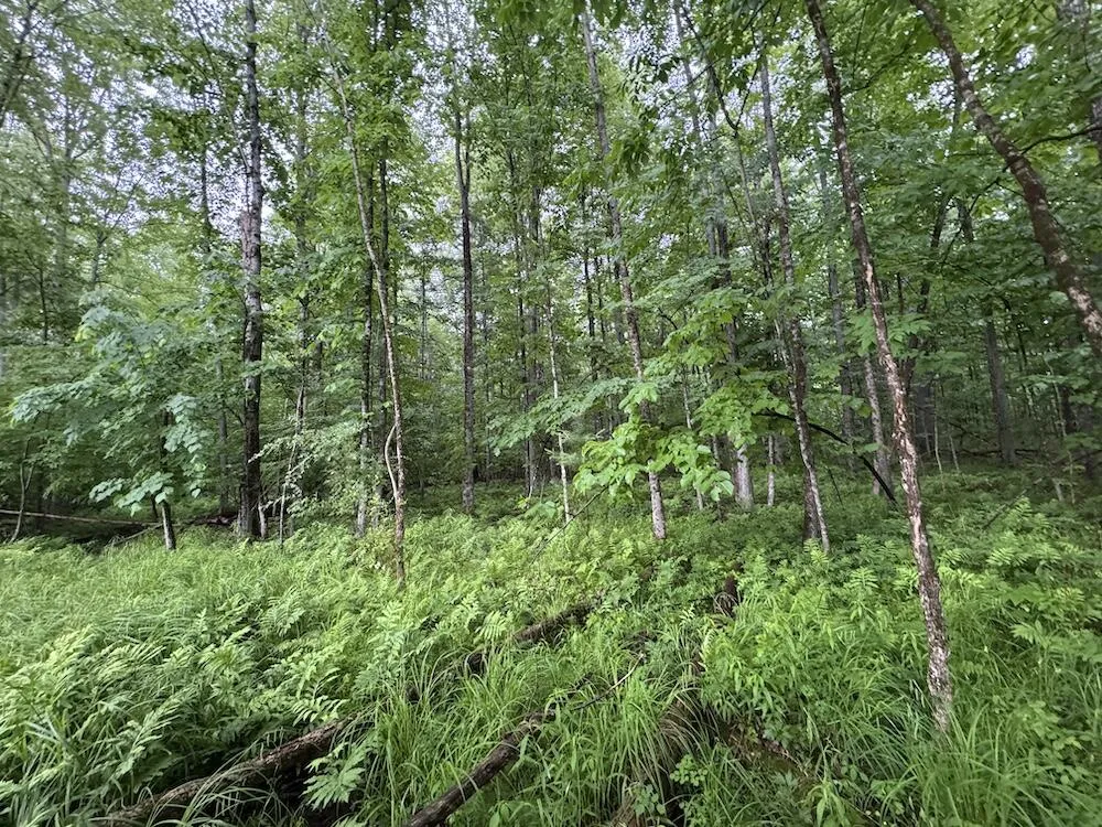 Pinecrest Drive Gladwin, MI 48624