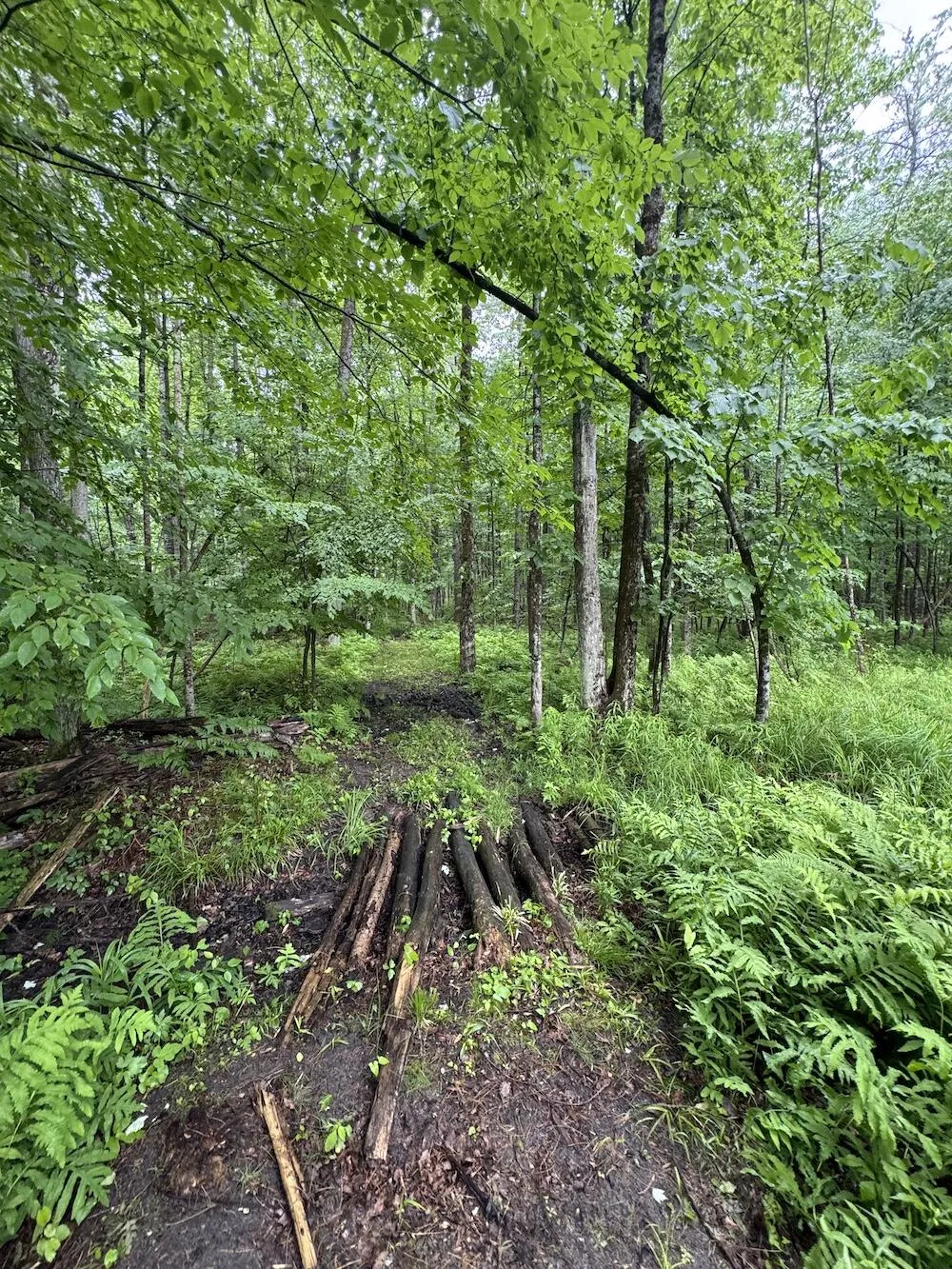 Pinecrest Drive Gladwin, MI 48624