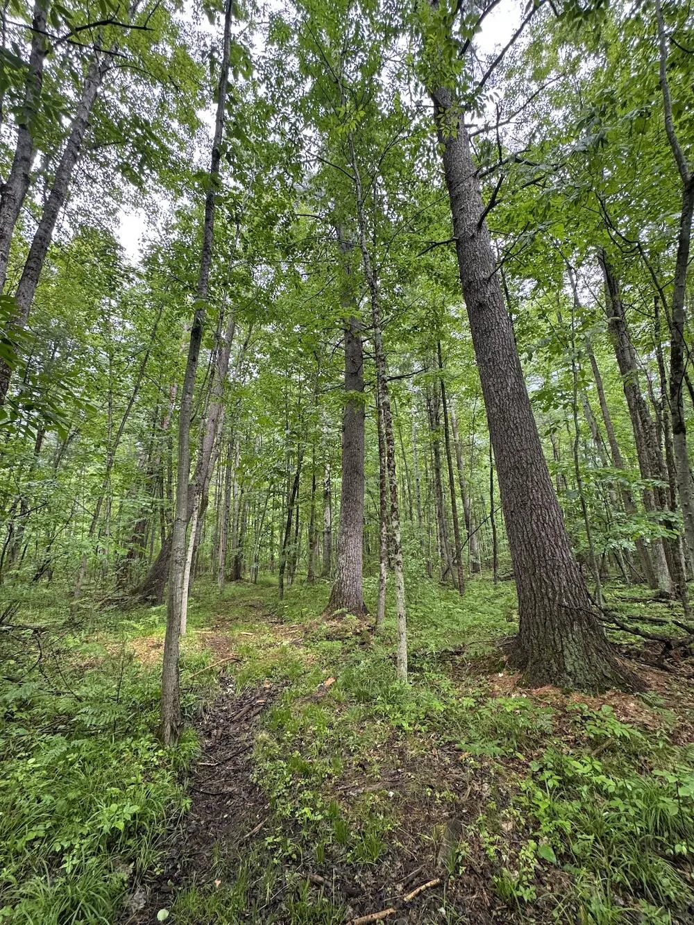 Pinecrest Drive Gladwin, MI 48624