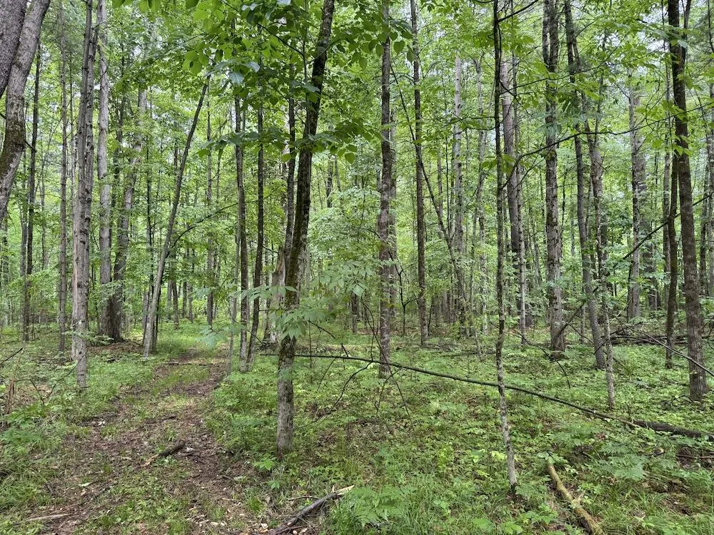 Pinecrest Drive Gladwin, MI 48624
