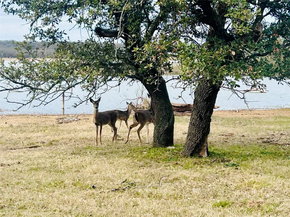 3420 Bounding Main Drive May, TX 76857