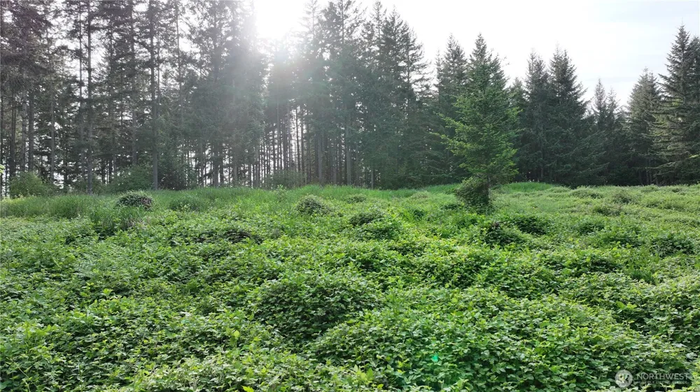 0 NE Finalburg Road La Center, WA 98629