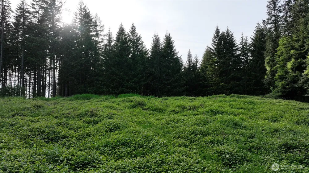 0 NE Finalburg Road La Center, WA 98629