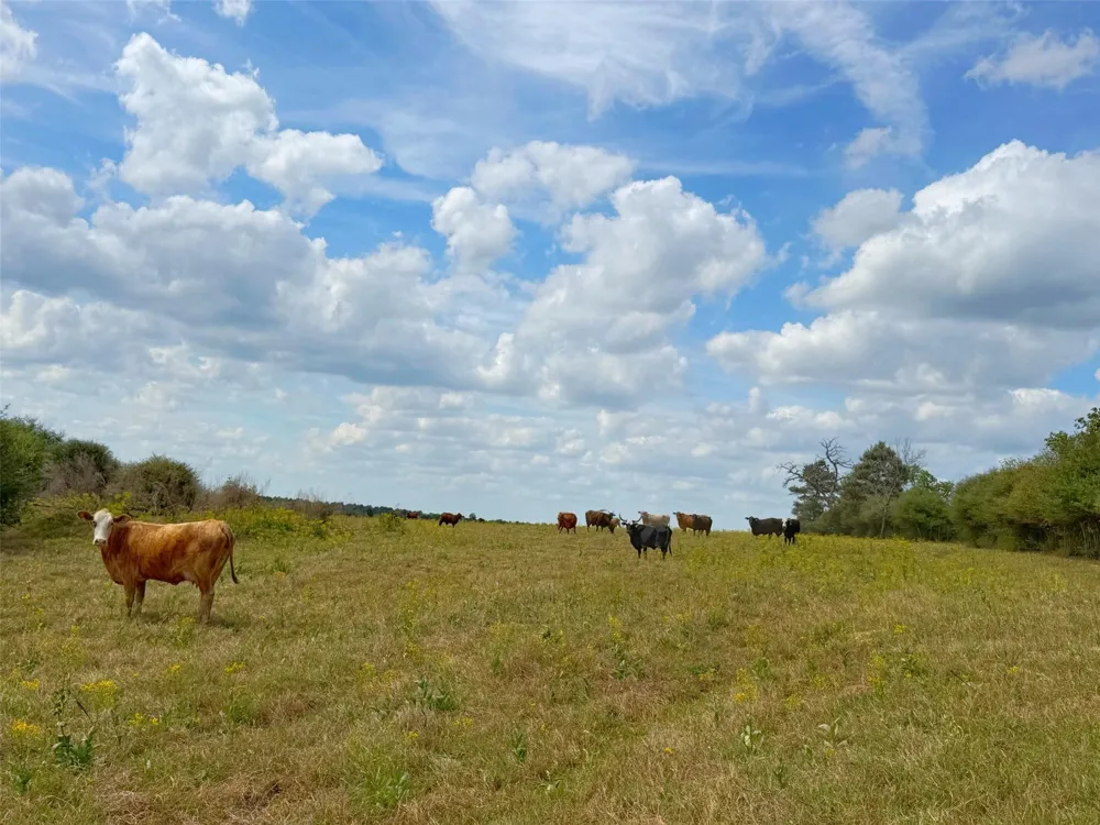 143 Cr 236 Oakwood, TX 75855