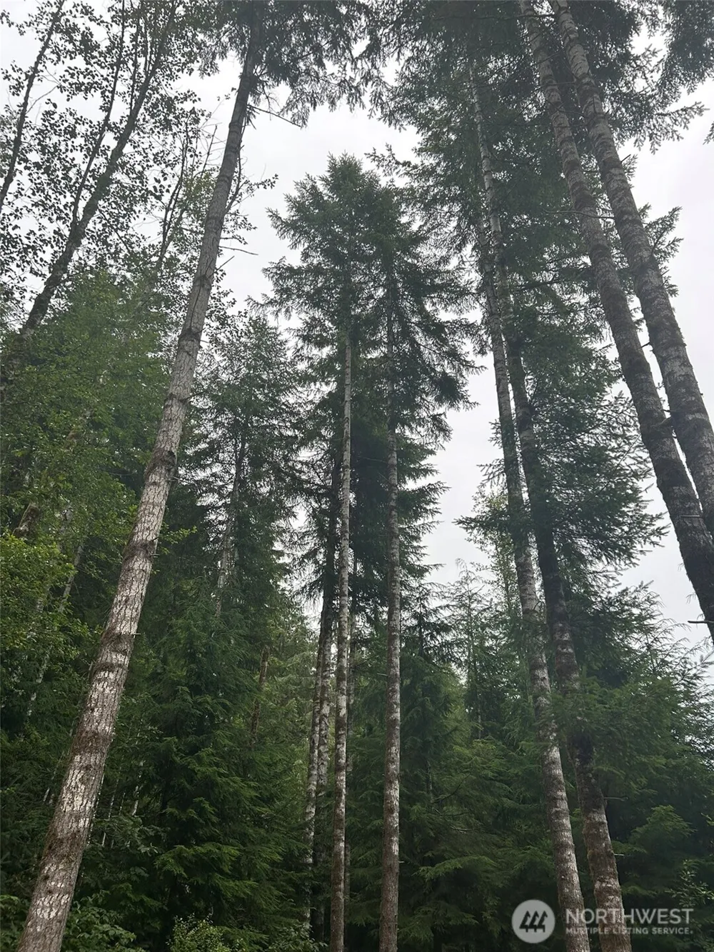 99 Highway 101 Amanda Park, WA 98526