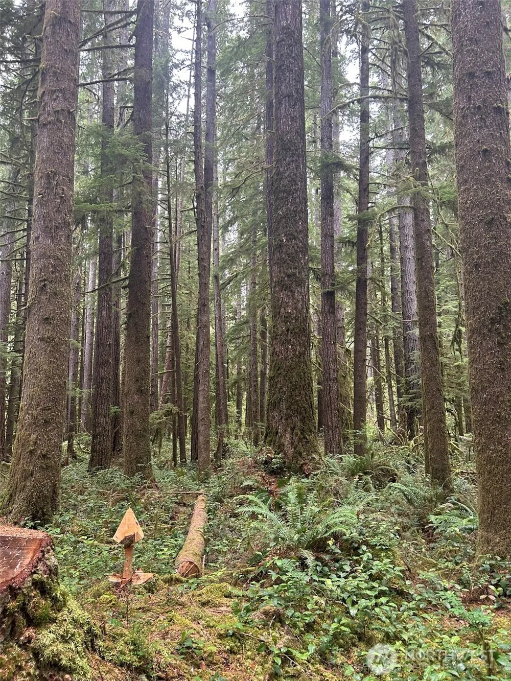 99 Highway 101 Amanda Park, WA 98526