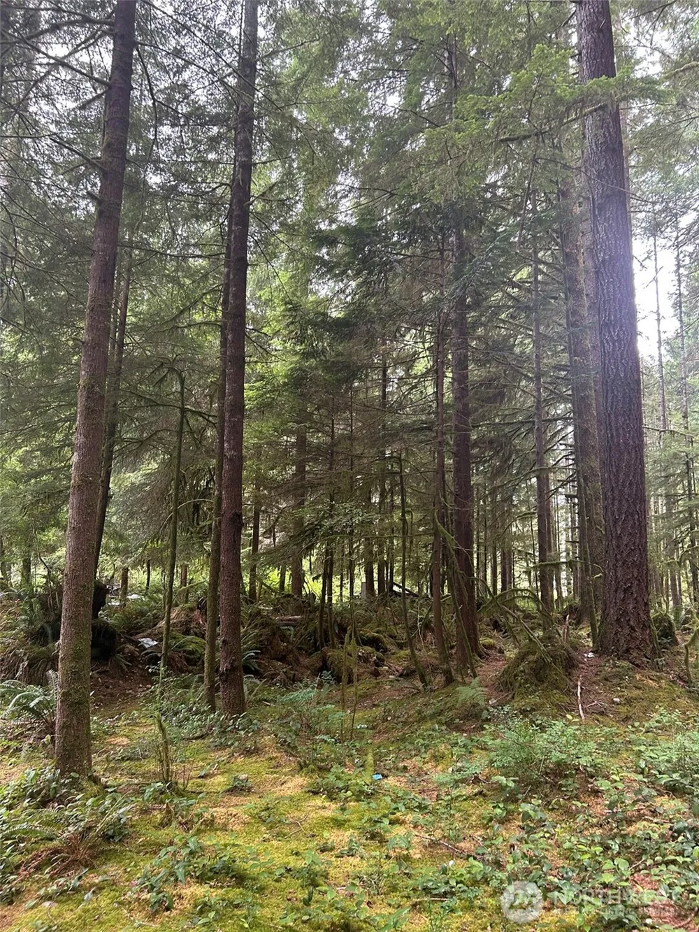 99 Highway 101 Amanda Park, WA 98526