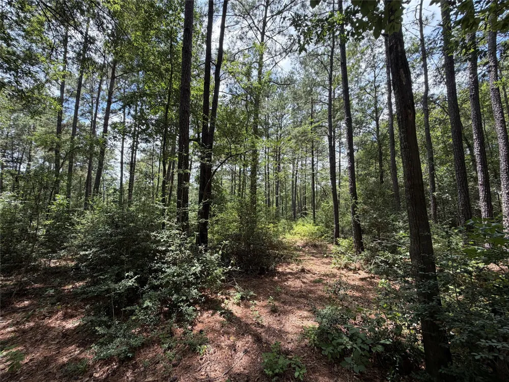 93 Sanctuary Road Huntsville, TX 77340
