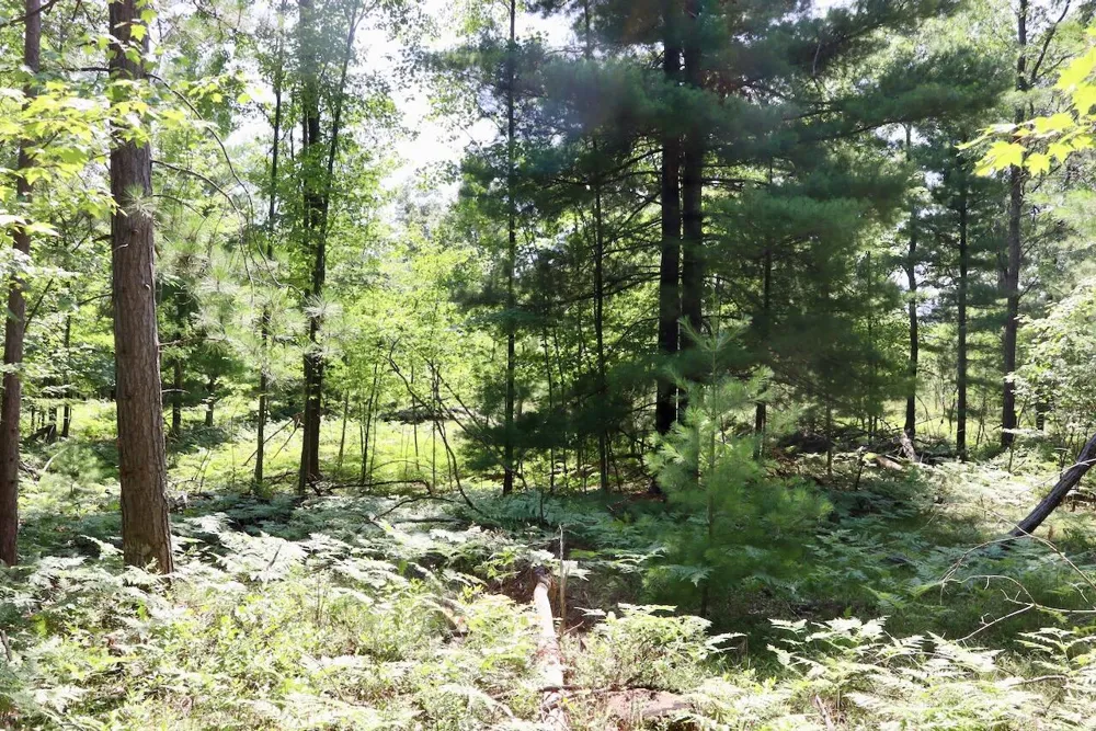 2 E Greenwood Road Prescott, MI 48756