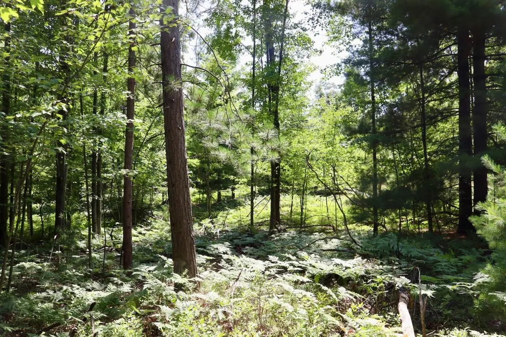 2 E Greenwood Road Prescott, MI 48756