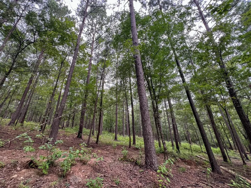 4 Arledge Trail/Off Gateway Meadows Mason, TX 75948