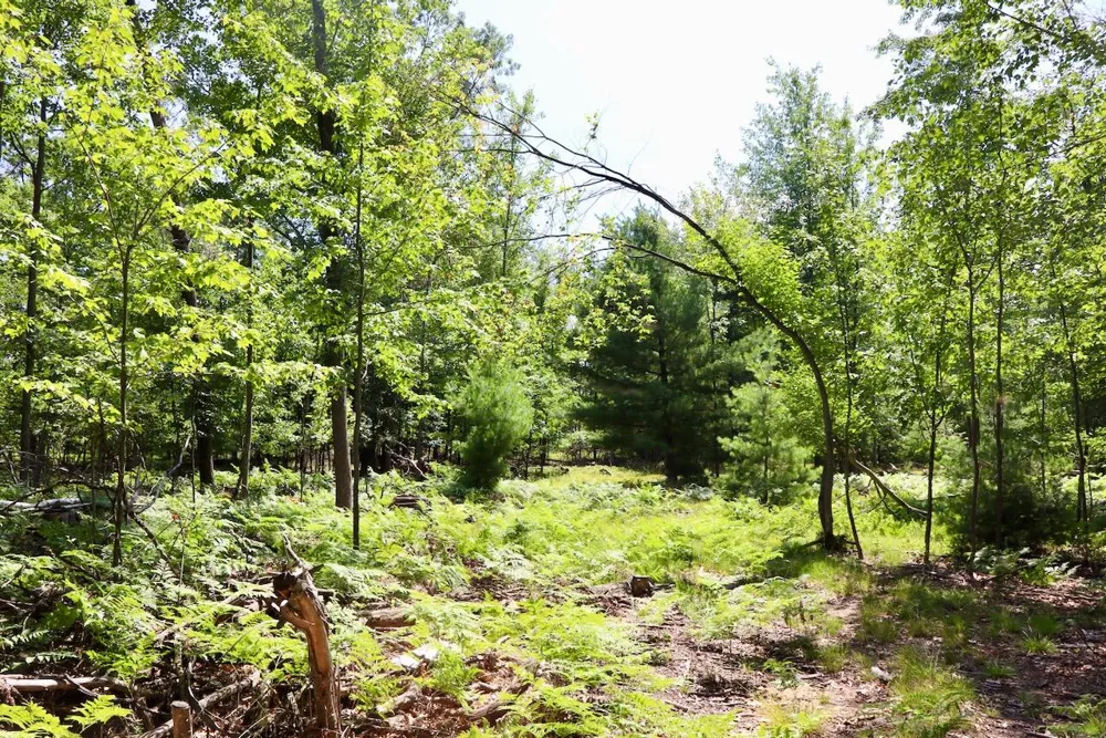 3 E Greenwood Road Prescott, MI 48756