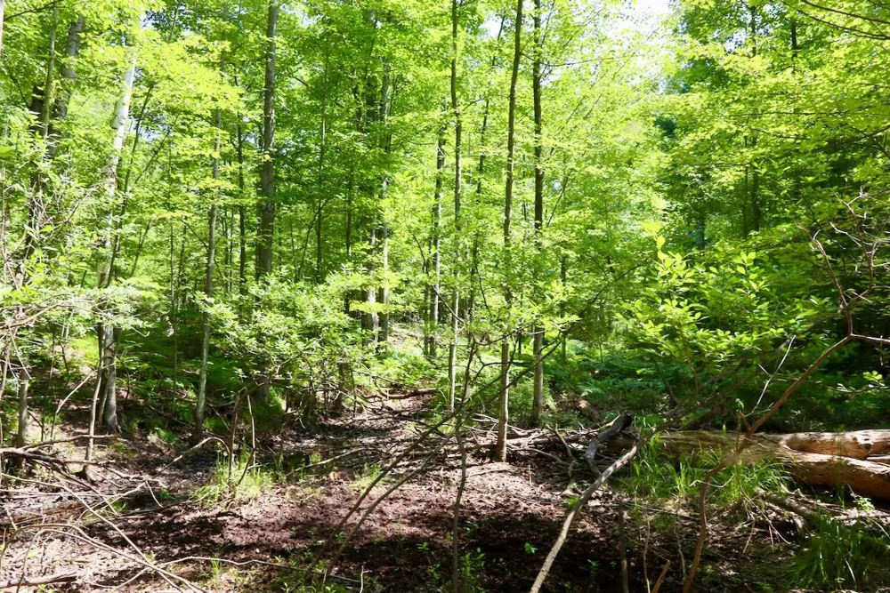 3 E Greenwood Road Prescott, MI 48756