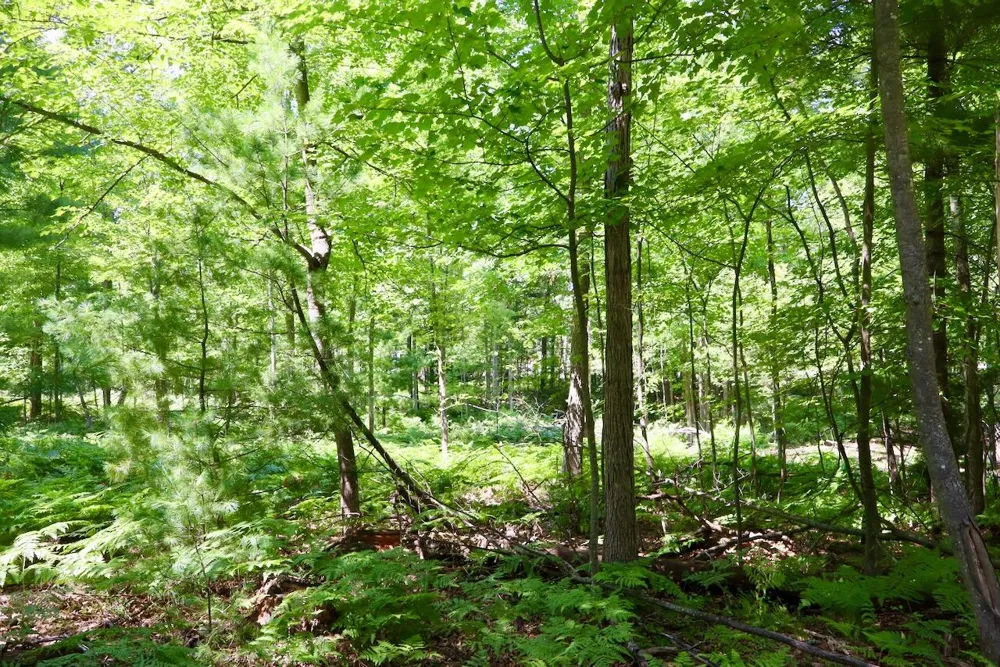 3 E Greenwood Road Prescott, MI 48756