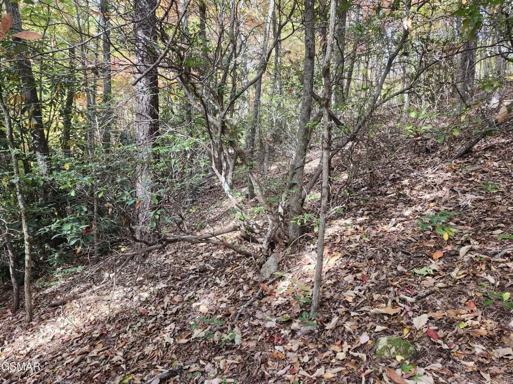11 Bluff Mtn. Rd. Sevierville, TN 37876