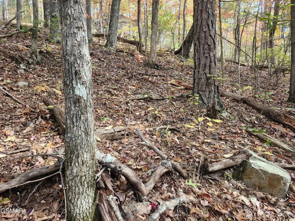 11 Bluff Mtn. Rd. Sevierville, TN 37876