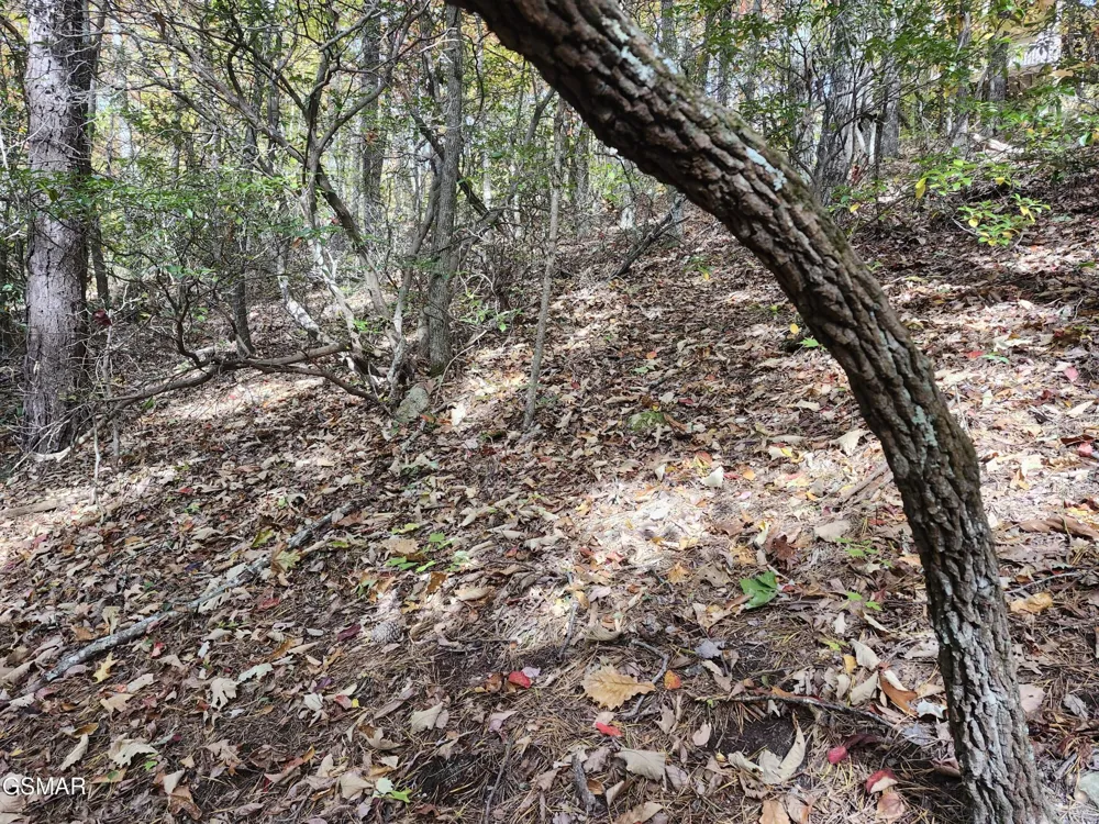 11 Bluff Mtn. Rd. Sevierville, TN 37876