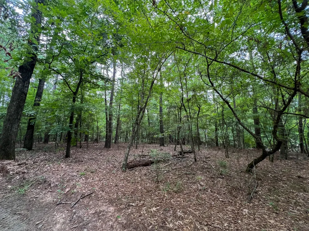 Arledge Trail/Off Gateway Meadows Hemphill, TX 75948