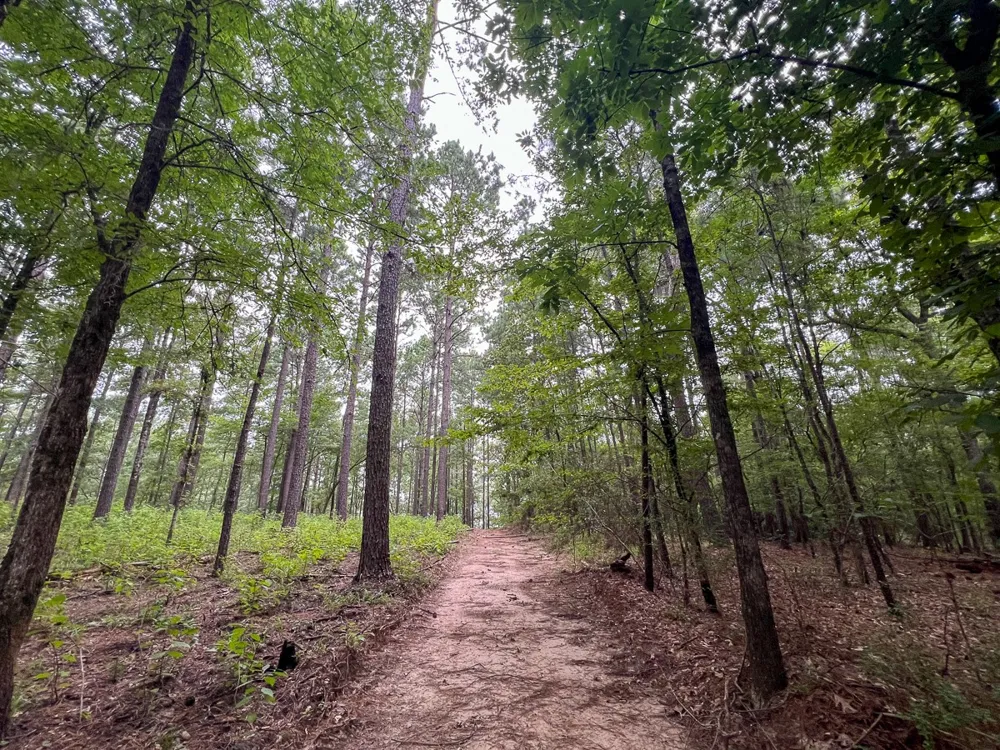 Arledge Trail/Off Gateway Meadows Hemphill, TX 75948