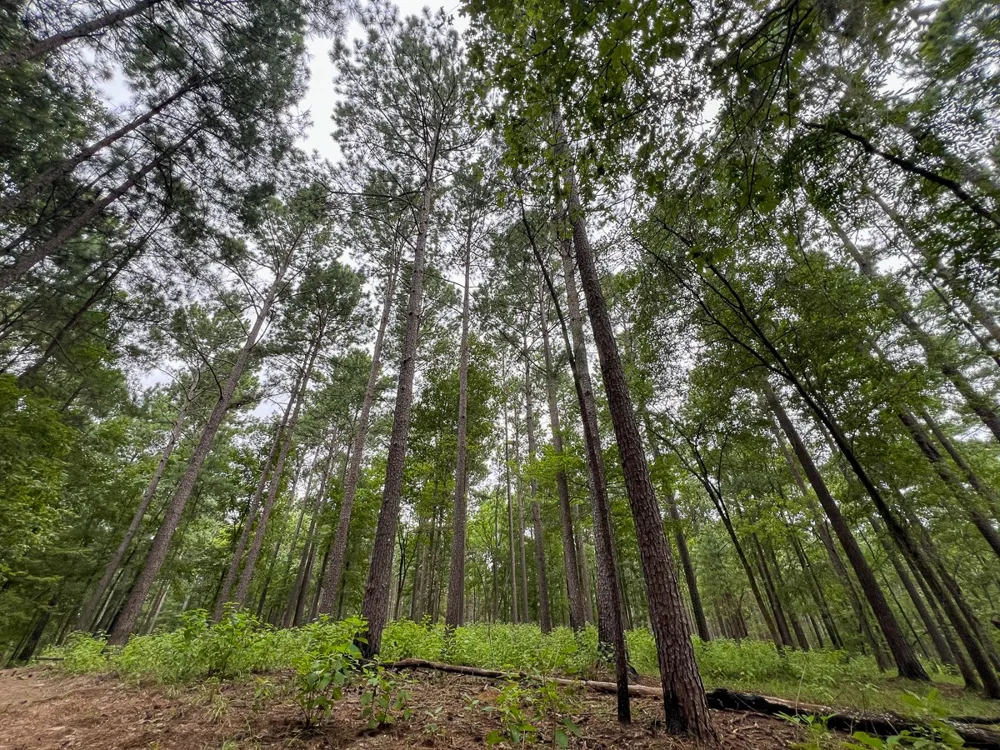 Arledge Trail/Off Gateway Meadows Hemphill, TX 75948