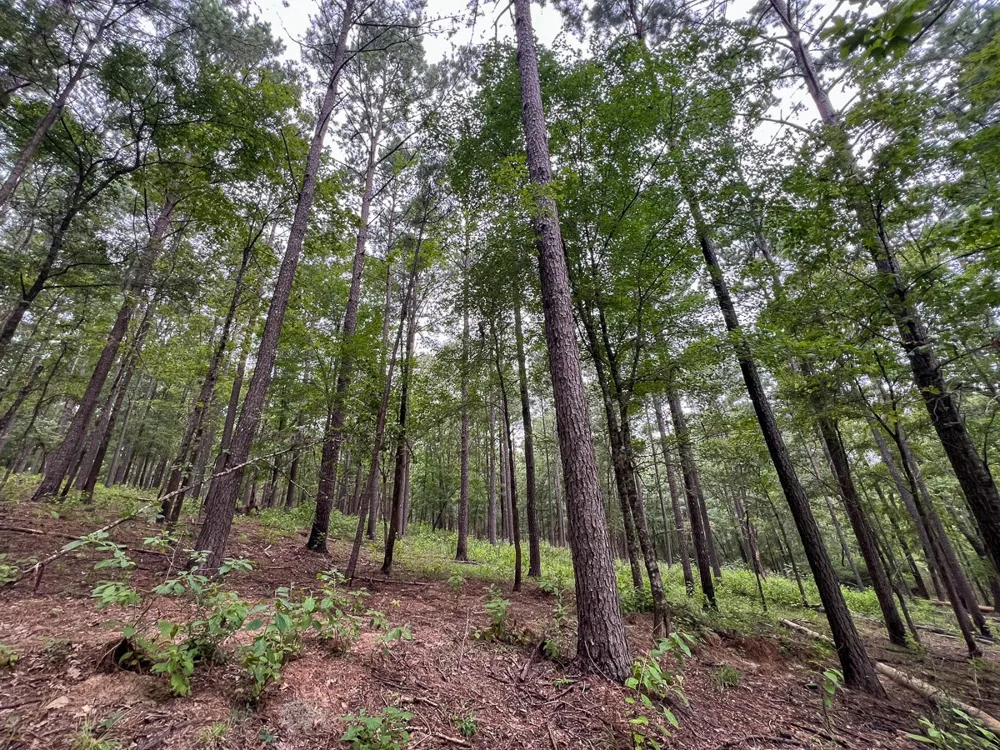 Arledge Trail/Off Gateway Meadows Hemphill, TX 75948