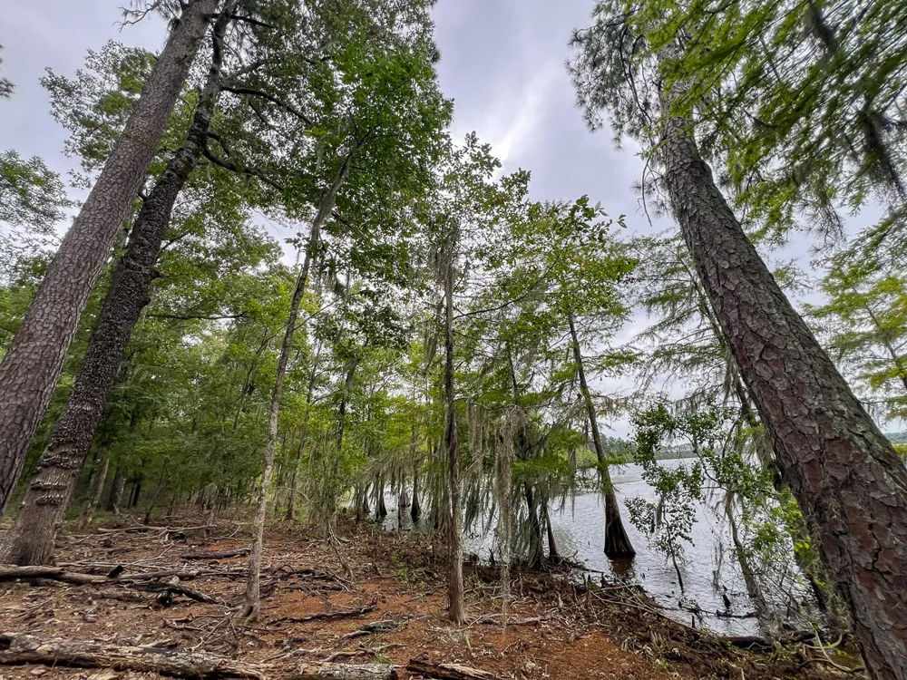 Arledge Trail/Off Gateway Meadows Hemphill, TX 75948