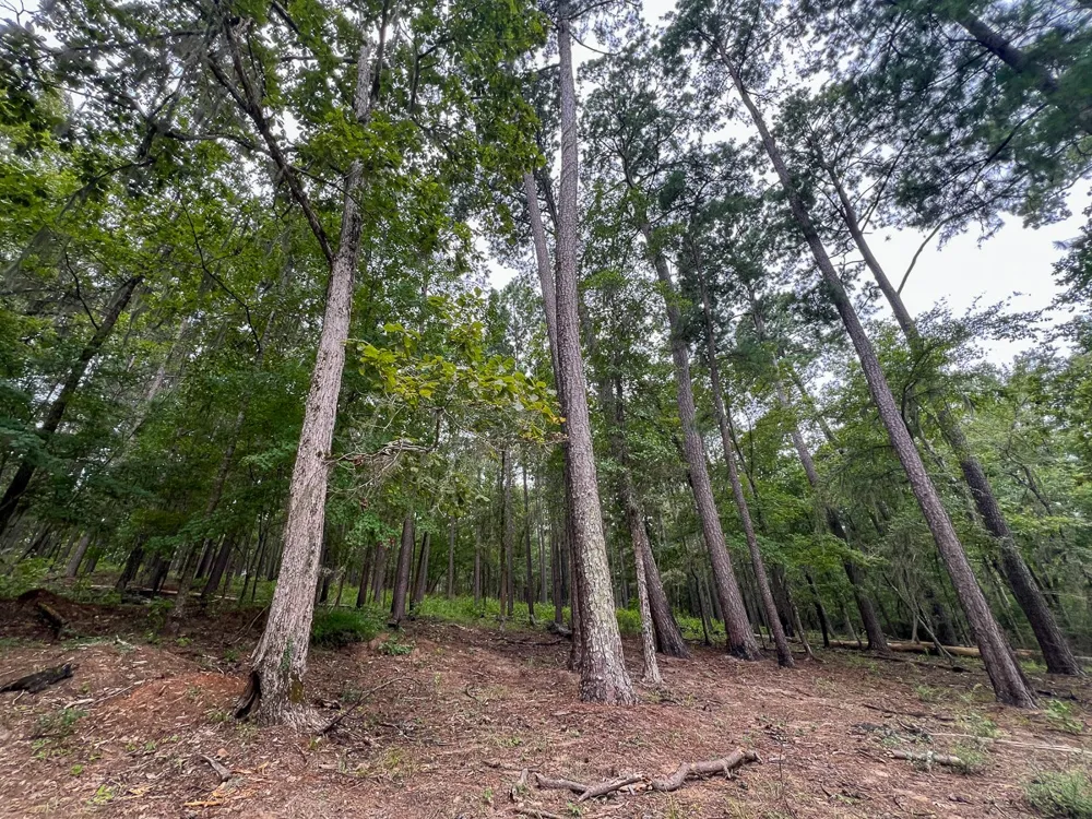 Arledge Trail/Off Gateway Meadows Hemphill, TX 75948