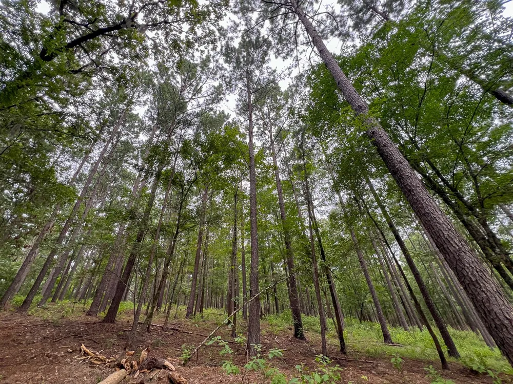 Arledge Trail/Off Gateway Meadows Hemphill, TX 75948