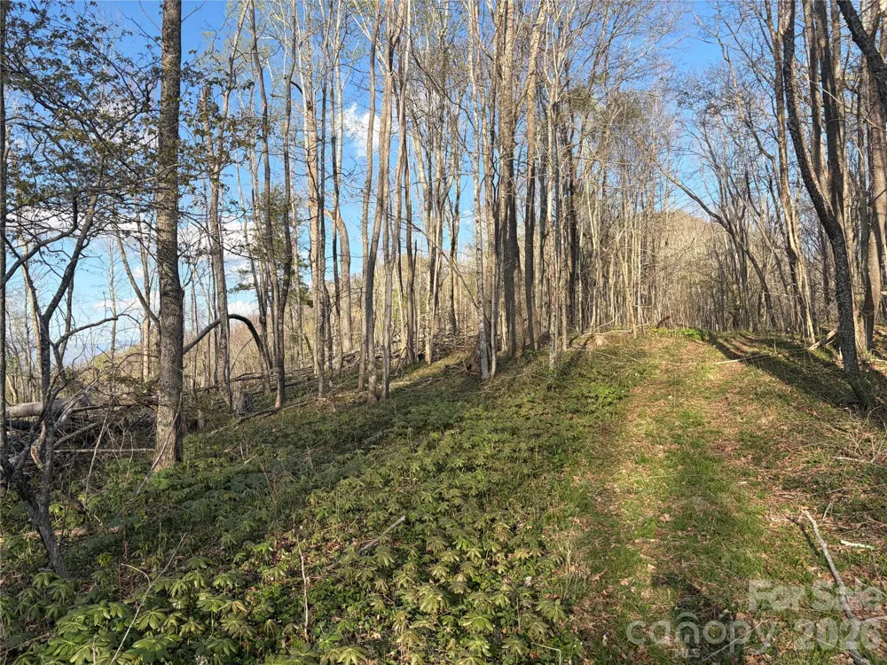 000 Catbrier Lane Burnsville, NC 28714